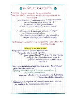 Les étapes de la contraction musculaire et le rôle de l'ATP