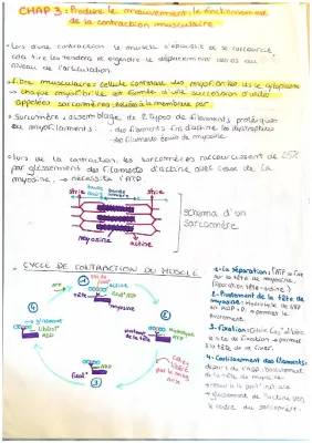 Les 5 étapes de la contraction musculaire et rôle du calcium