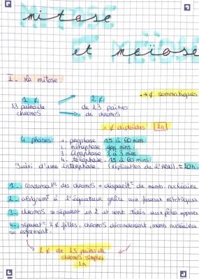 Comparaison simple de la mitose et de la méiose: tout ce que tu dois savoir