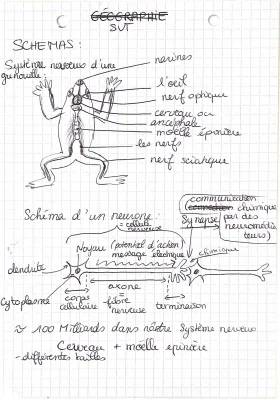 Fiche Révision et Évaluation SVT 3ème - Système Nerveux PDF