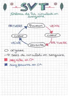 Schéma Circulation Sanguine CM2 - Simple et Amusant