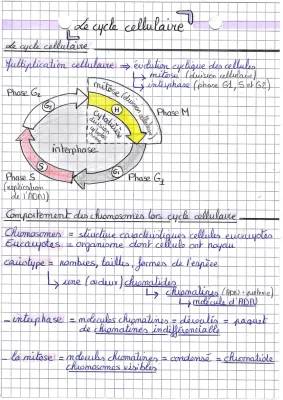 Découvre le Cycle Cellulaire avec Schémas et PDF : Mitose, Méiose et Réplication de l'ADN