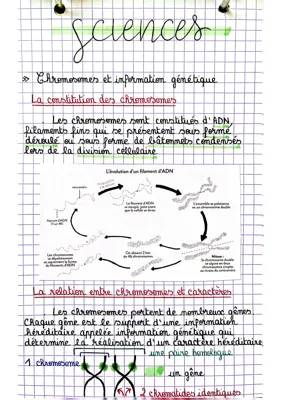 Comprendre la Constitution des Chromosomes, la Mitose et l'Expression Phénotypique