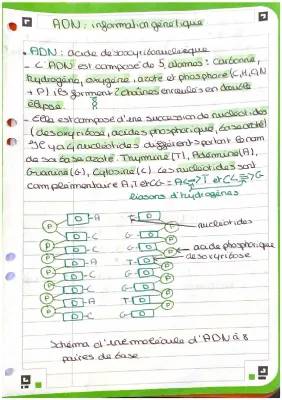 ADN informations génétiques 