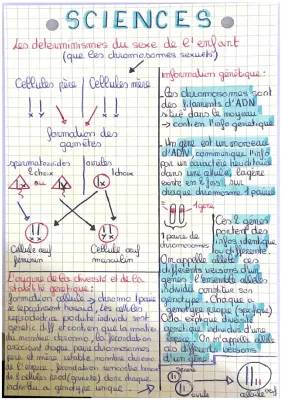 chromosomes ( cellules ect ) 