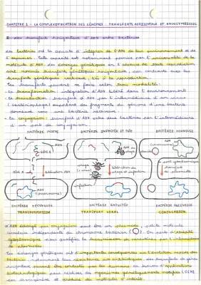 Tout sur les transferts horizontaux et endosymbiose: exemples et théories