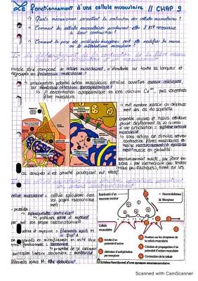 Les 5 étapes de la contraction musculaire pour les curieux de SVT Terminale