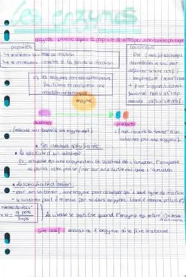 Fiche de révision complète sur les enzymes 