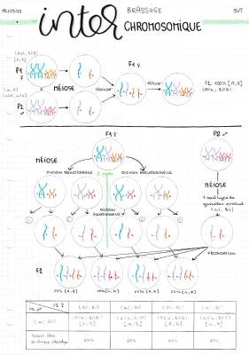 Easy Steps of Meiosis with Diagrams and Fun Facts