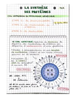 Les Étapes de la Synthèse des Protéines pour les Enfants: Cours, Schémas et Exercices