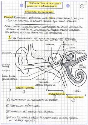 Schéma de l'Oreille Externe et Interne : La Musique et La Perception du Son