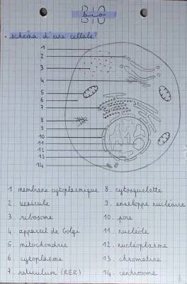 Découvre le Cours BPH et Quiz Reproduction - Terminale ST2S