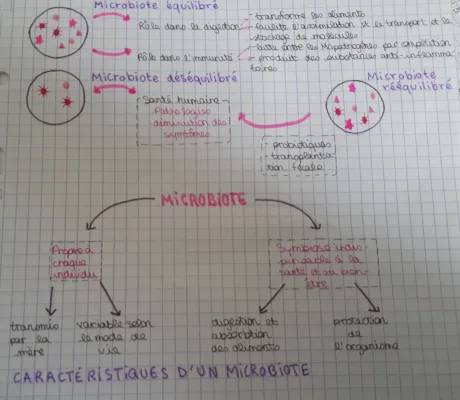 Le Microbiote Intestinal : Rôle et Traitements pour Renforcer le Système Immunitaire