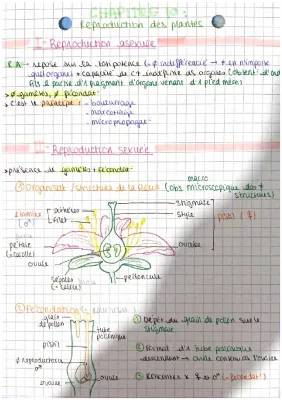 Reproduction des plantes 