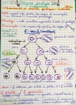 L'origine du génotype des individus : exercices corrigés et PDF pour Terminale SVT