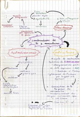 Découvre les secrets du mouvement: Comment expliquer la contraction musculaire et les mouvements corporels !