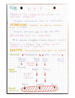 Découvre les Enzymes: Biocatalyseurs et Leur Rôle Magique!