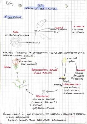 Découvre la Reproduction et Fécondation Croisée des Plantes à Fleurs