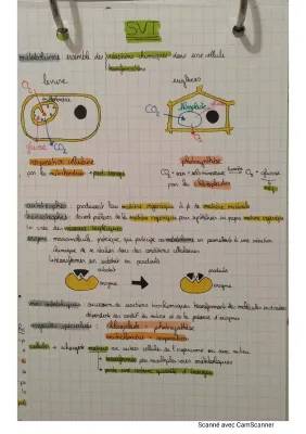 TP Seconde SVT Métabolisme Cellulaire Corrigé - Fiche de Révision et Exemples