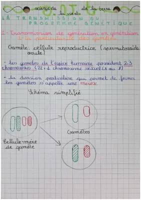 Transmission de l'Information Génétique SVT 3ème - PDF et Schémas Faciles