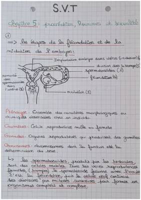 Les 4 étapes de la fécondation et la puberté: Découvre les secrets du corps humain