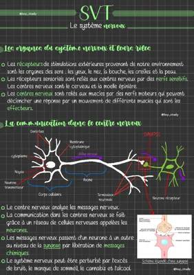 Les rôles amusants des organes du système nerveux