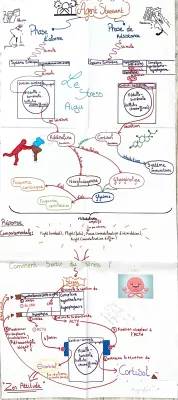 TP Stress Terminale SVT - Cours et Schémas