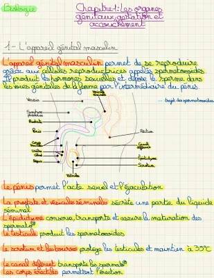 Appareil génital masculin/reproduction 