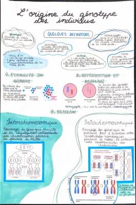 L'origine du génotype des individus - Fiche de révision avec exercices corrigés