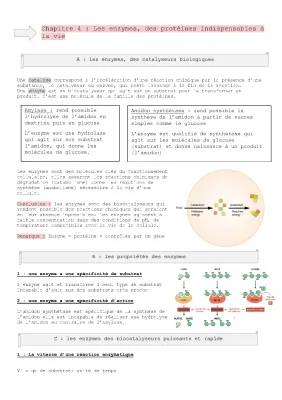 Les Enzymes: Définition, Caractéristiques et Propriétés