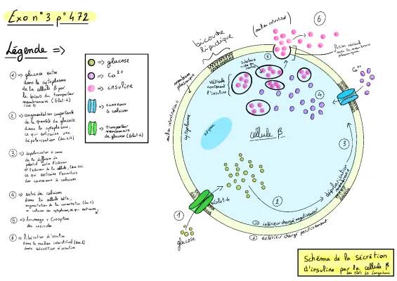 Découvre les Cellules Alpha et Bêta du Pancréas et la Régulation de la Glycémie