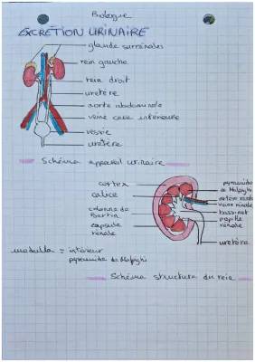 L'excrétion urinaire