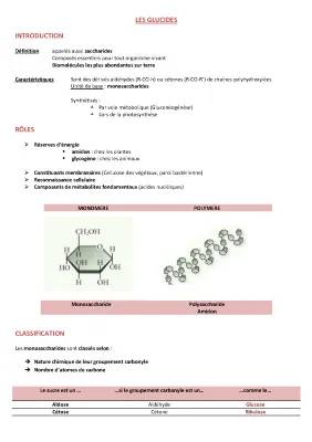 Découvre les Polysaccharides et Glucides: Définitions et Dangers