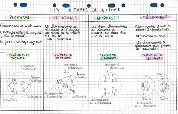 Les 4 phases de la mitose : Schéma et Résumé Facile