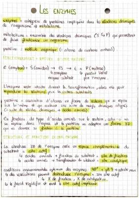 Le rôle des enzymes: quel est le rôle de l'enzyme et caractéristiques des enzymes