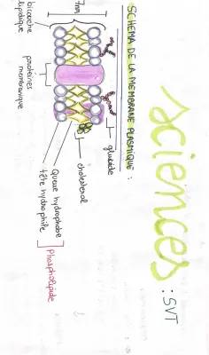 Simple Membrane Structure and Functions for Kids