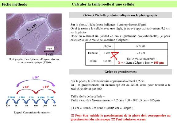 Comment calculer la taille réelle d'une cellule au microscope ou à partir d'une échelle