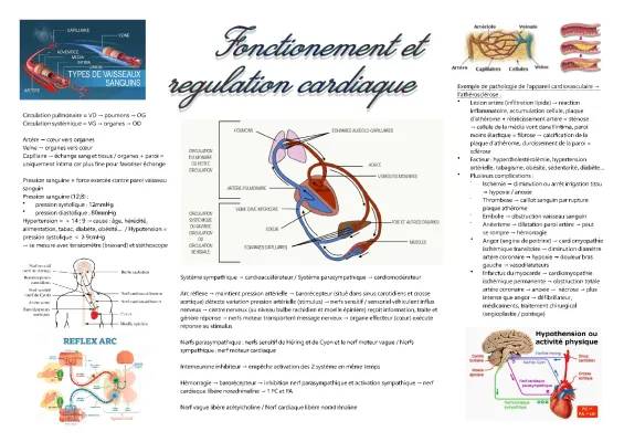 Hypertension et Hypotension: Problèmes, Causes et Solutions