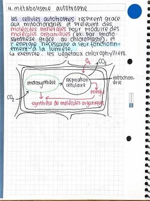 Autotrophe et Hétérotrophe: Définition, Exemples et Métabolisme Cellulaire