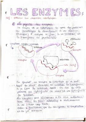 Tout sur les enzymes : Cours, propriétés et tableaux PDF