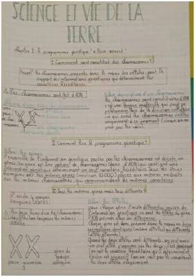 Tout savoir sur les chromosomes et les allèles : schémas, définitions et exemples