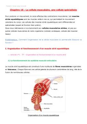 Tout sur la cellule musculaire striée squelettique et la contraction musculaire