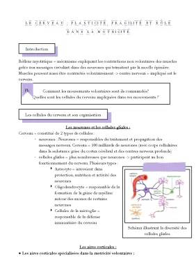 La carte motrice du cerveau, la plasticité cérébrale et les mouvements volontaires