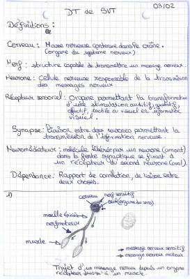 Les parties du cerveau et leurs fonctions : Schéma du système nerveux