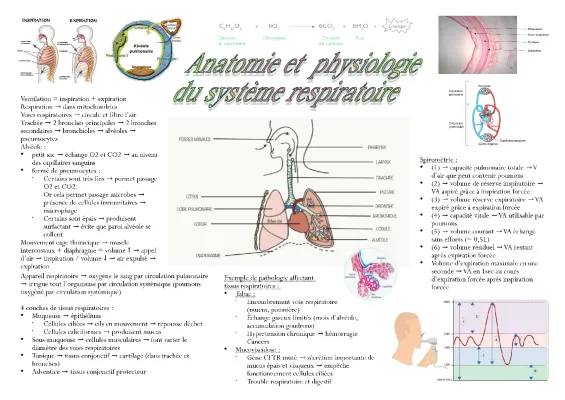 Découvre l'Appareil Respiratoire: Schémas et Maladies en PDF