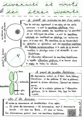 Cours SVT Génétique Terminale: ADN, Chromosomes et Diversité - Fiche de Révision PDF