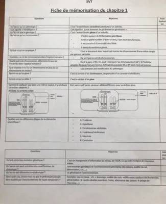 Cours et fiches de révision SVT 3ème génétique: gènes, allèles et chromosomes