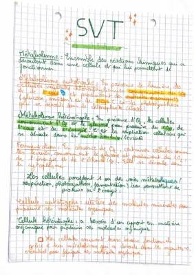 How Plants and Animals Get Energy: Photosynthesis and Cellular Respiration