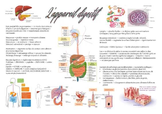 Cours Biologie ST2S: Schéma de l'Appareil Digestif Détailé et la Digestion