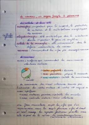 Le cerveau: Cours SVT Terminale, Drogues et Nicotine, Rôle des Astrocytes et Oligodendrocytes